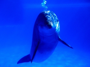 Tümmel-Delfine