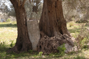 Оливковое дерево Гортины