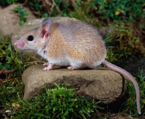 Критская иглистая мышь