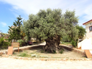 Ano Vouves monumental olive tree