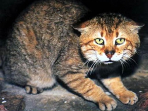 Cretan wildcat