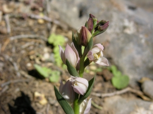 Cretan Cephalanthera