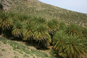 Agios Antonios palm grove