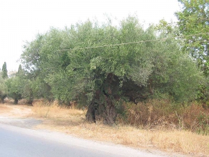 Fourkolia monumental olive tree