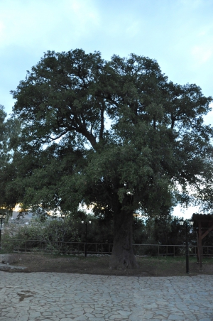 Oak tree of Ismael