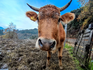 Cow of Crete