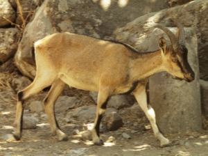 Cretan ibex