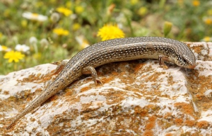 Ocellated Skink