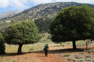 Plateau Krousia
