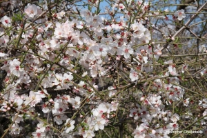 Alikambos almond wood