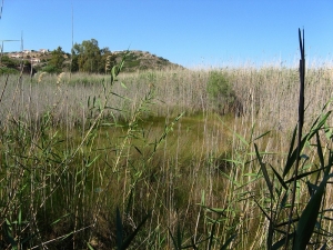 Almiros Wetland at Agios Nikolaos