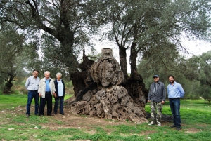 Amari Monumentaler Olivenhain