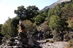 Kamares Wood