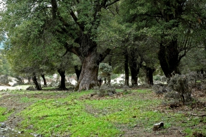 Vromonero plateau