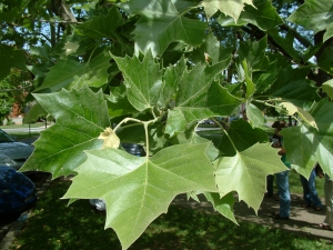 Plane Tree (Platanus)