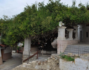 Миртовое, Палиани