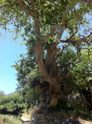 Azogyres Platane