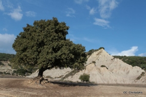 Komolithi