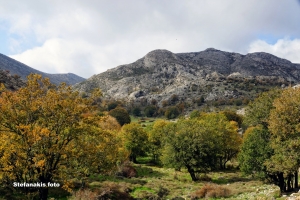 Aravanes Wood