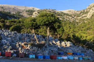 Pefkias Wood at Vorizia