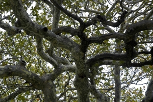 Kaloidena plane tree at Ano Meros