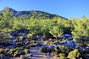 Kato Symi Wald