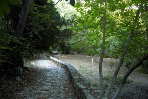 Pente Parthenes Platane