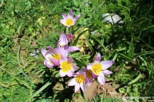 Felsige Tulpe