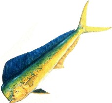 Coryphaena_hippurus