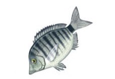 Diplodus_puntazzo