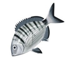 Diplodus_sargus