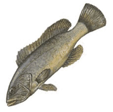 Epinephelus_aeneus