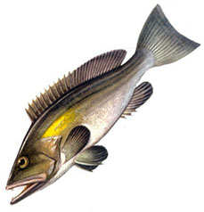 Epinephelus_alexandrinus