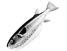 Lagocephalus_lagocephalus