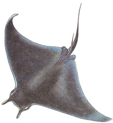 Mobula_mobula