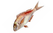 Pagellus_erythrinus