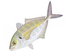 Pseudocaranx_dentex