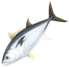 Thunnus_thynnus