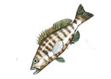 serranus_cabrilla