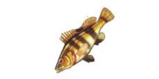 serranus_hepatus