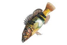 serranus_scriba