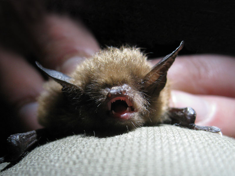 Myotis_aurascens