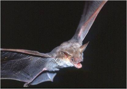 Myotis_blythii