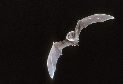 Myotis_capaccinii