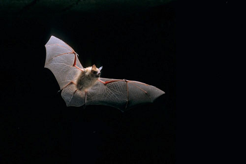 Myotis_emarginatus