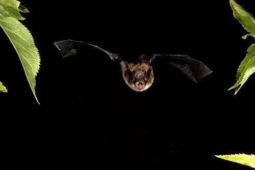 Myotis_mystacinus