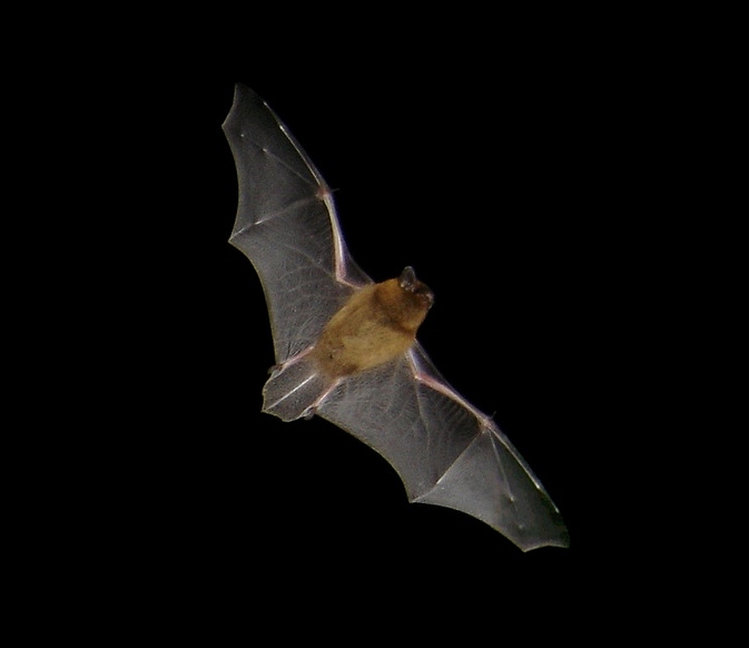 Pipistrellus_hanaki