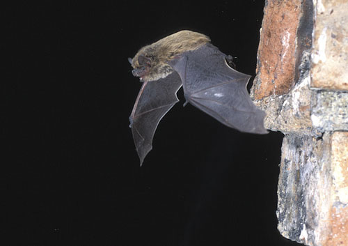 Pipistrellus_kuhlii