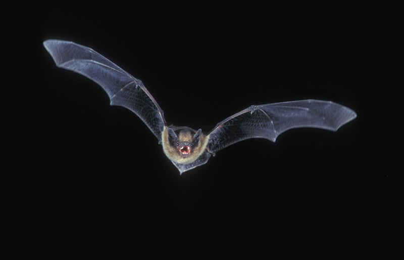 Pipistrellus_pipistrellus