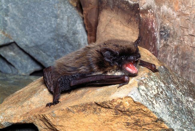 Pipistrellus_savii